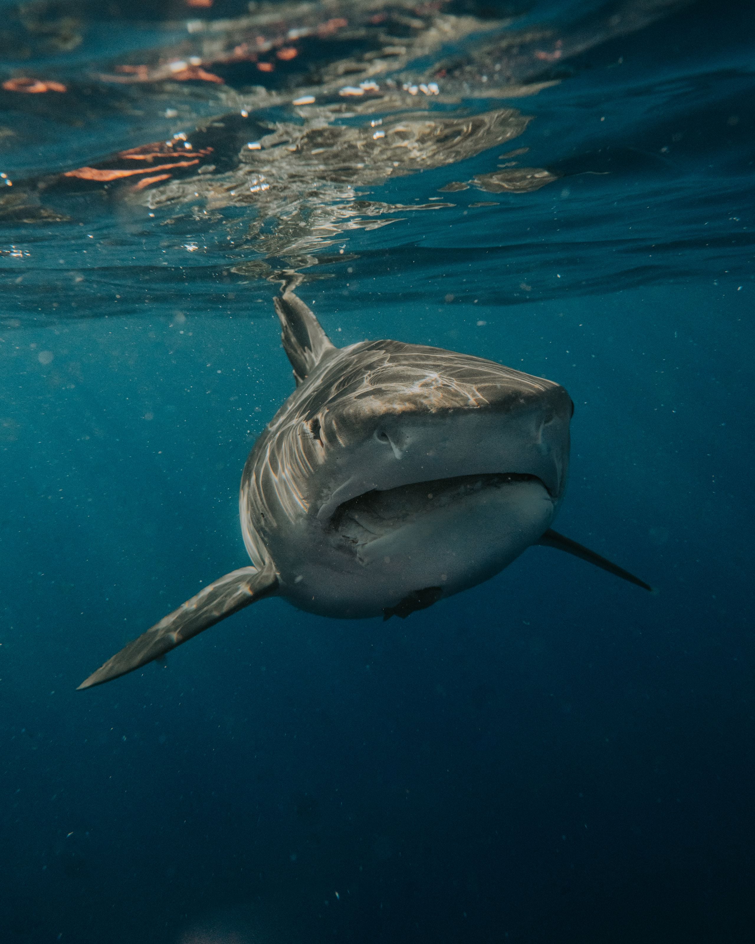 A great white shark swimming in clear blue water